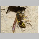 Ancistrocerus nigricornis - Lehmwespe 21b am IH beim Lehm holen.jpg